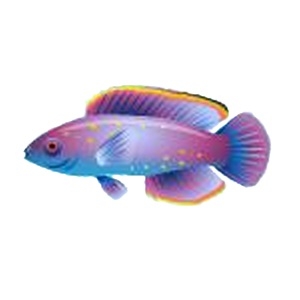 Cosmic Fairy Wrasse